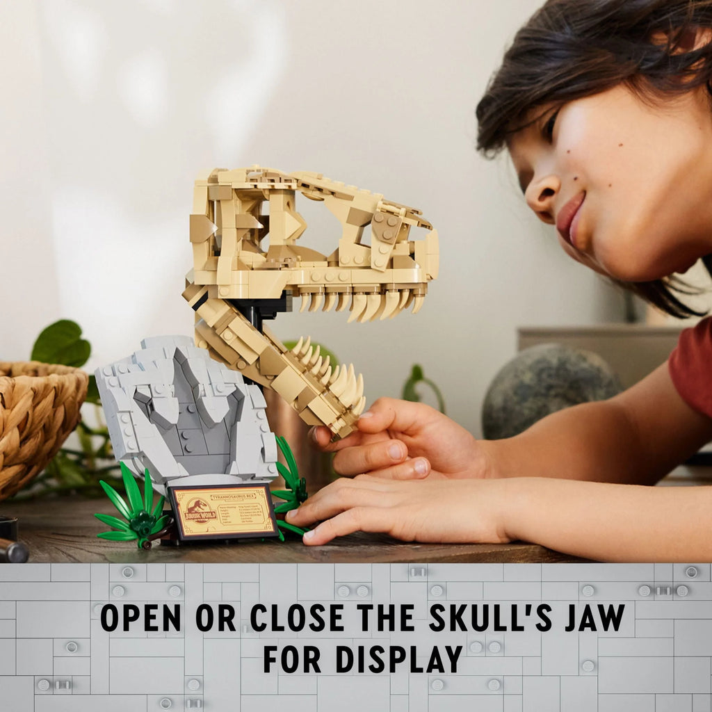 Dinosaur Fossils T. rex Skull Skeleton Model Set B482