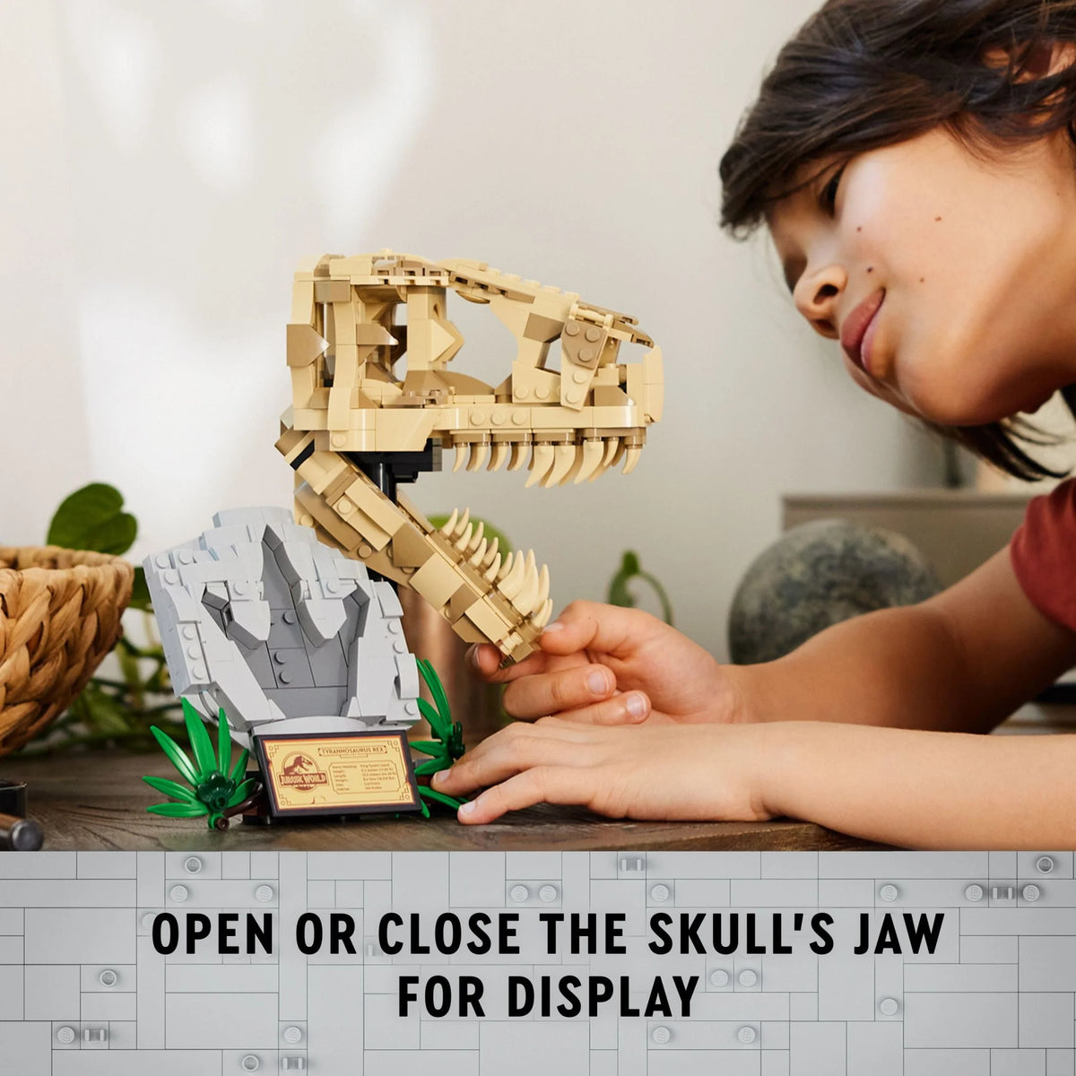 Dinosaur Fossils T. rex Skull Skeleton Model Set B482