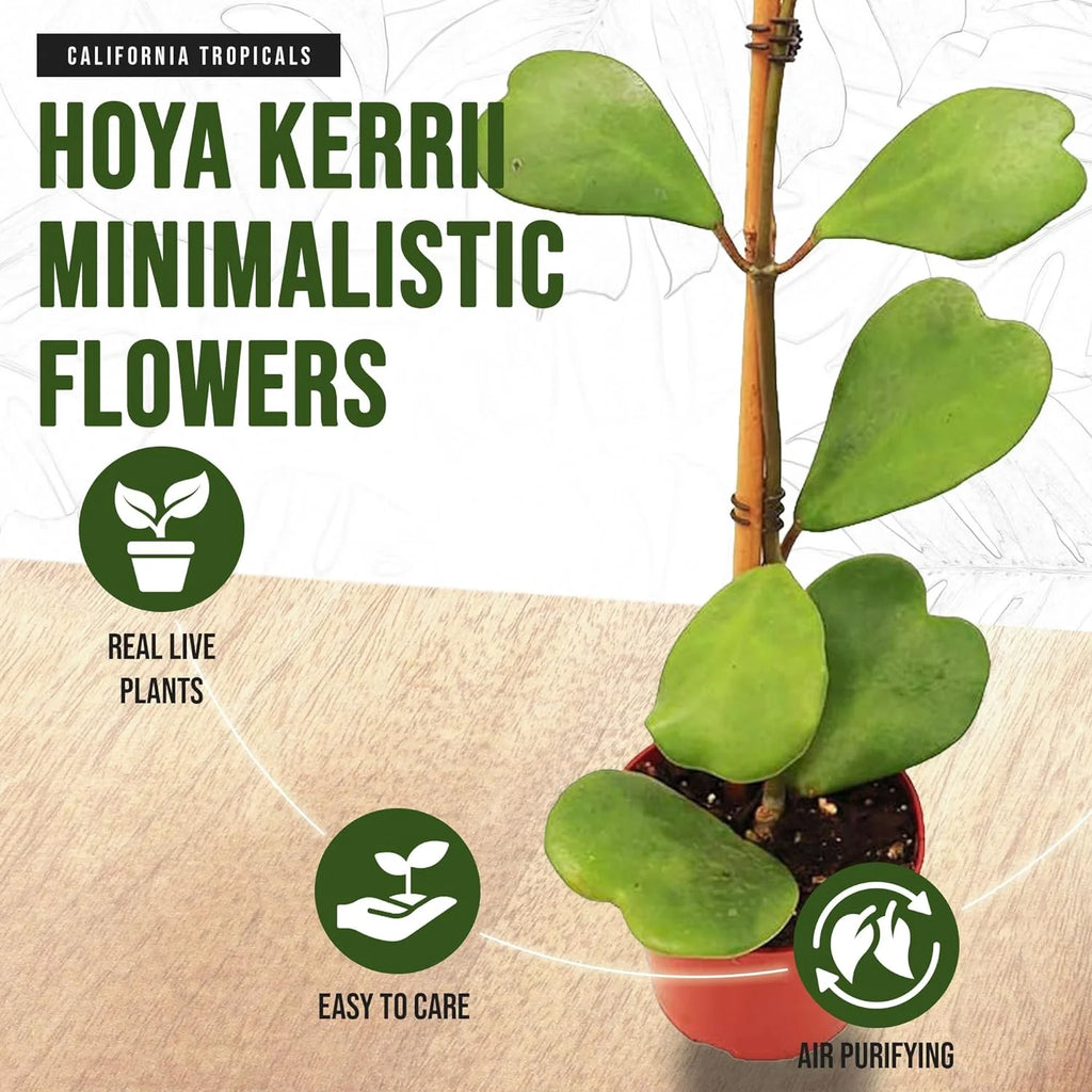 Hoya Kerrii Heart-Shaped Live Houseplant P8008