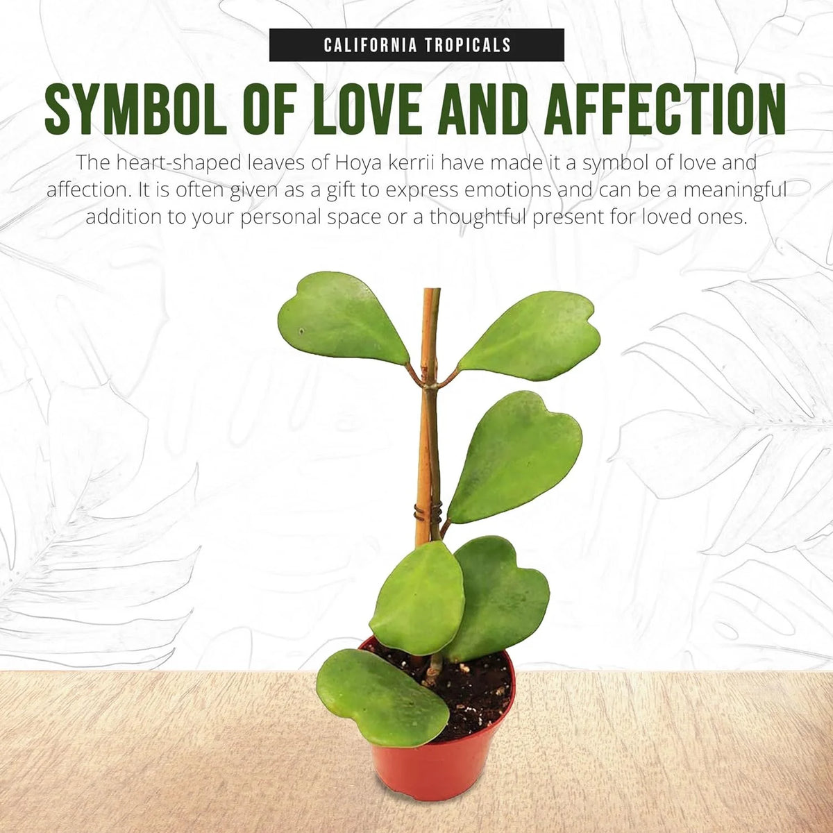 Hoya Kerrii Heart-Shaped Live Houseplant P8008