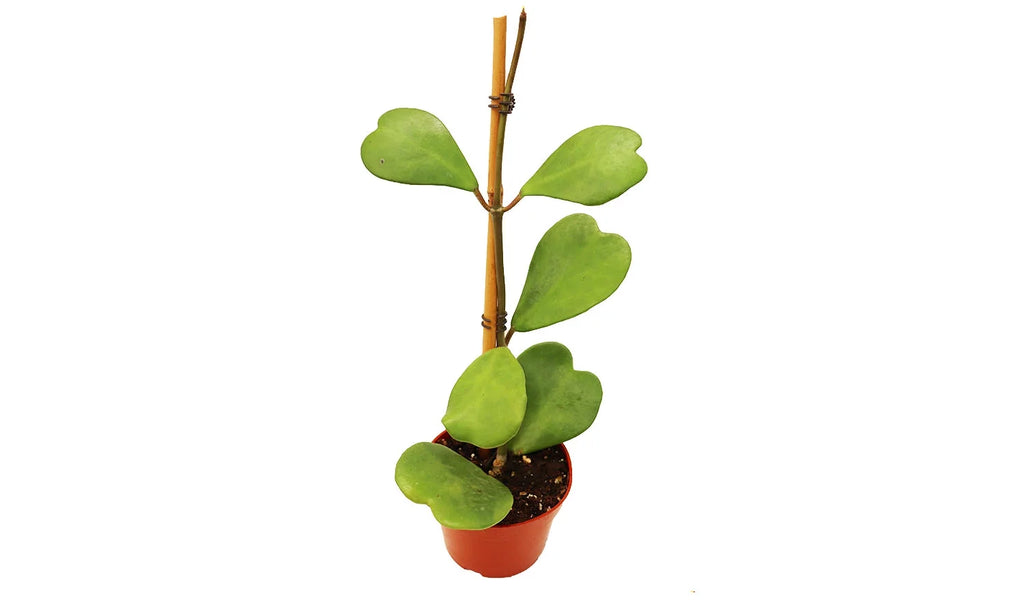 Hoya Kerrii Heart-Shaped Live Houseplant P8008