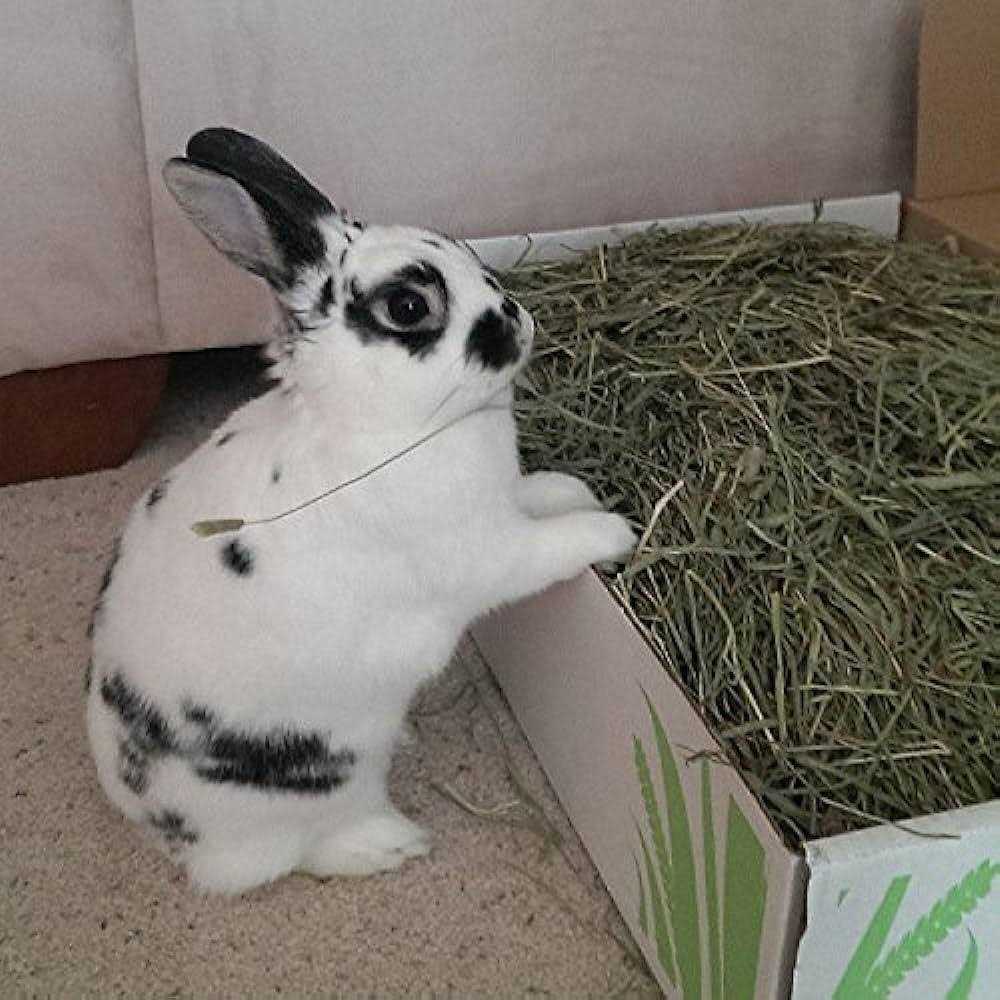 Timothy Hay Pet Food I785035