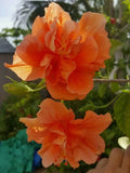 Orange Hibiscus Live Plant 3 to 5 Inches P89017
