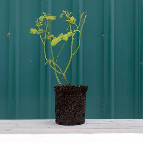 White Climbing Rose Live Plant F653225