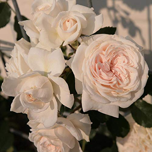 White Climbing Rose Live Plant F653225