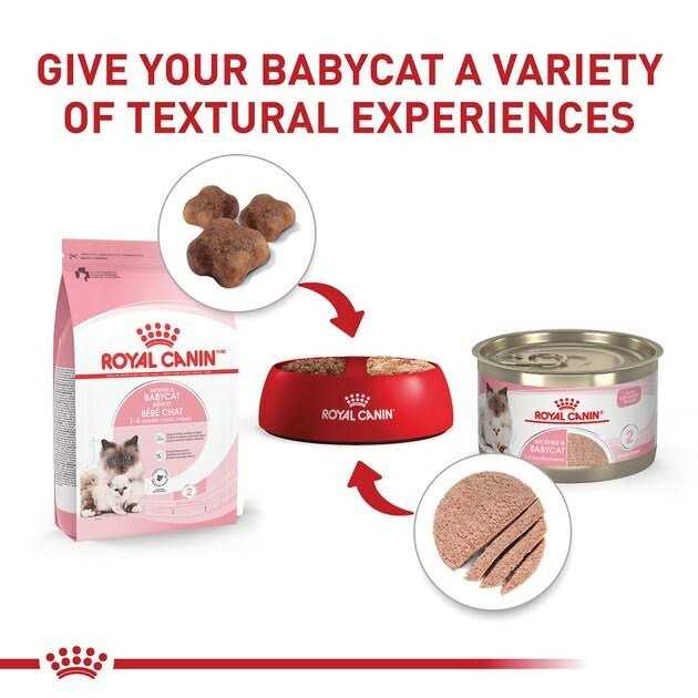 Canned Cat Food Y844