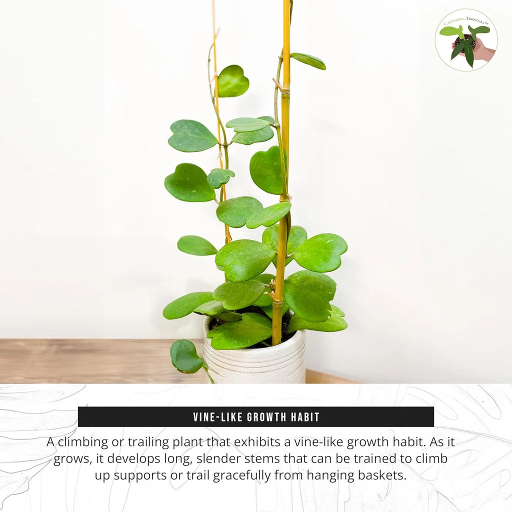 Hoya Kerrii Heart-Shaped Live Houseplant P8008