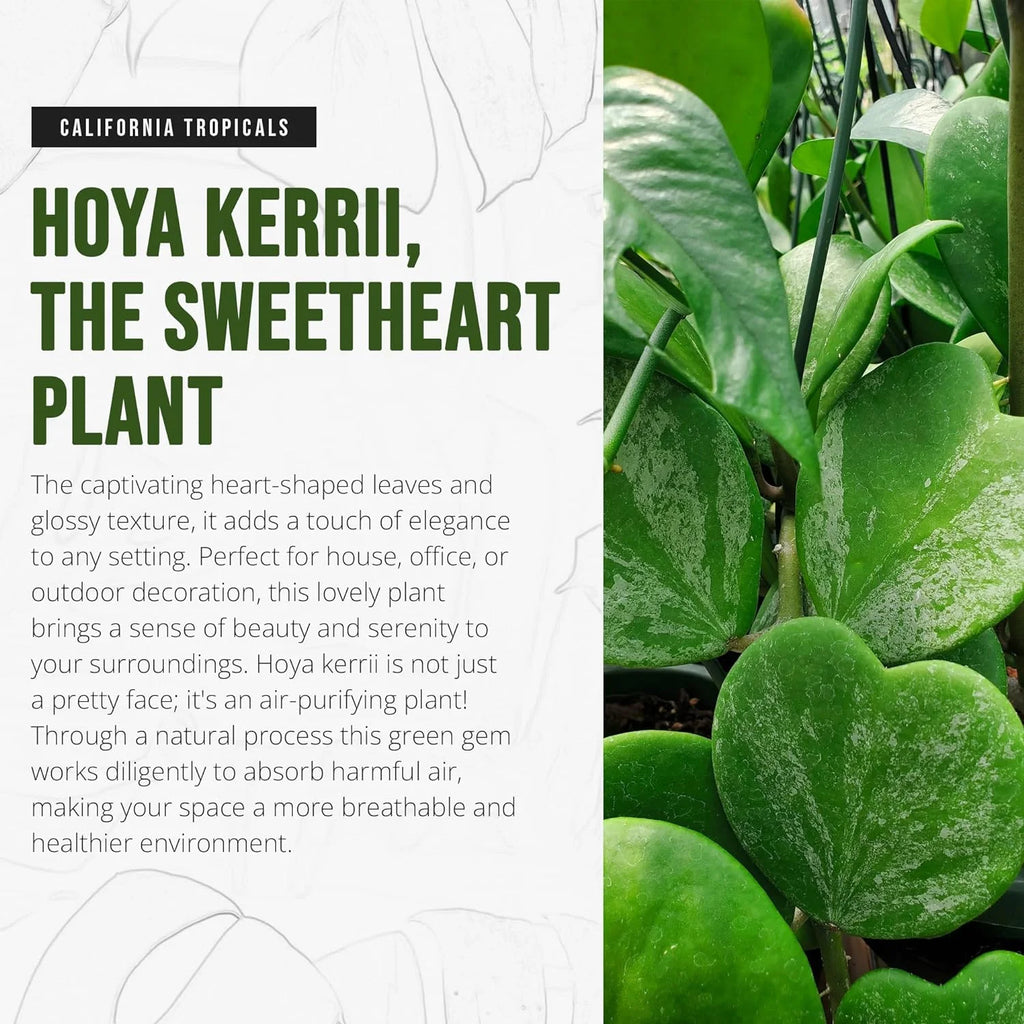 Hoya Kerrii Heart-Shaped Live Houseplant P8008