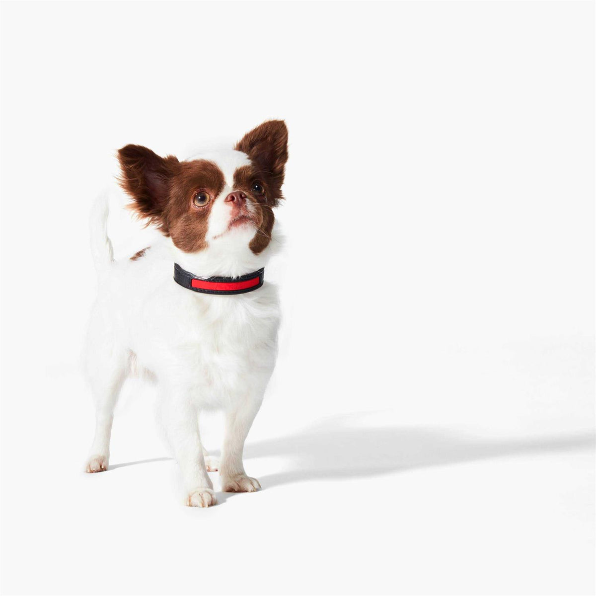 Calfskin Pet Collar G161