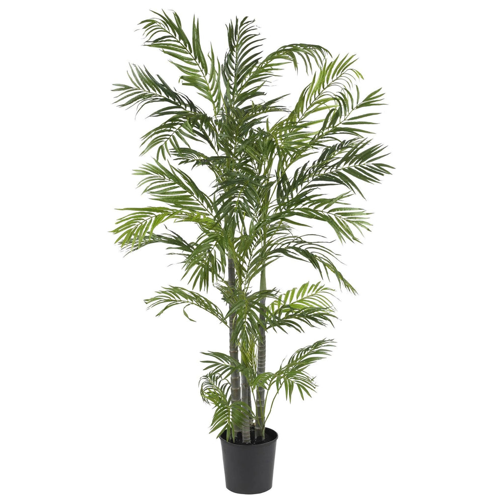 5& Areca Silk Palm Tree X147742