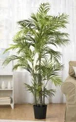 5& Areca Silk Palm Tree X147742