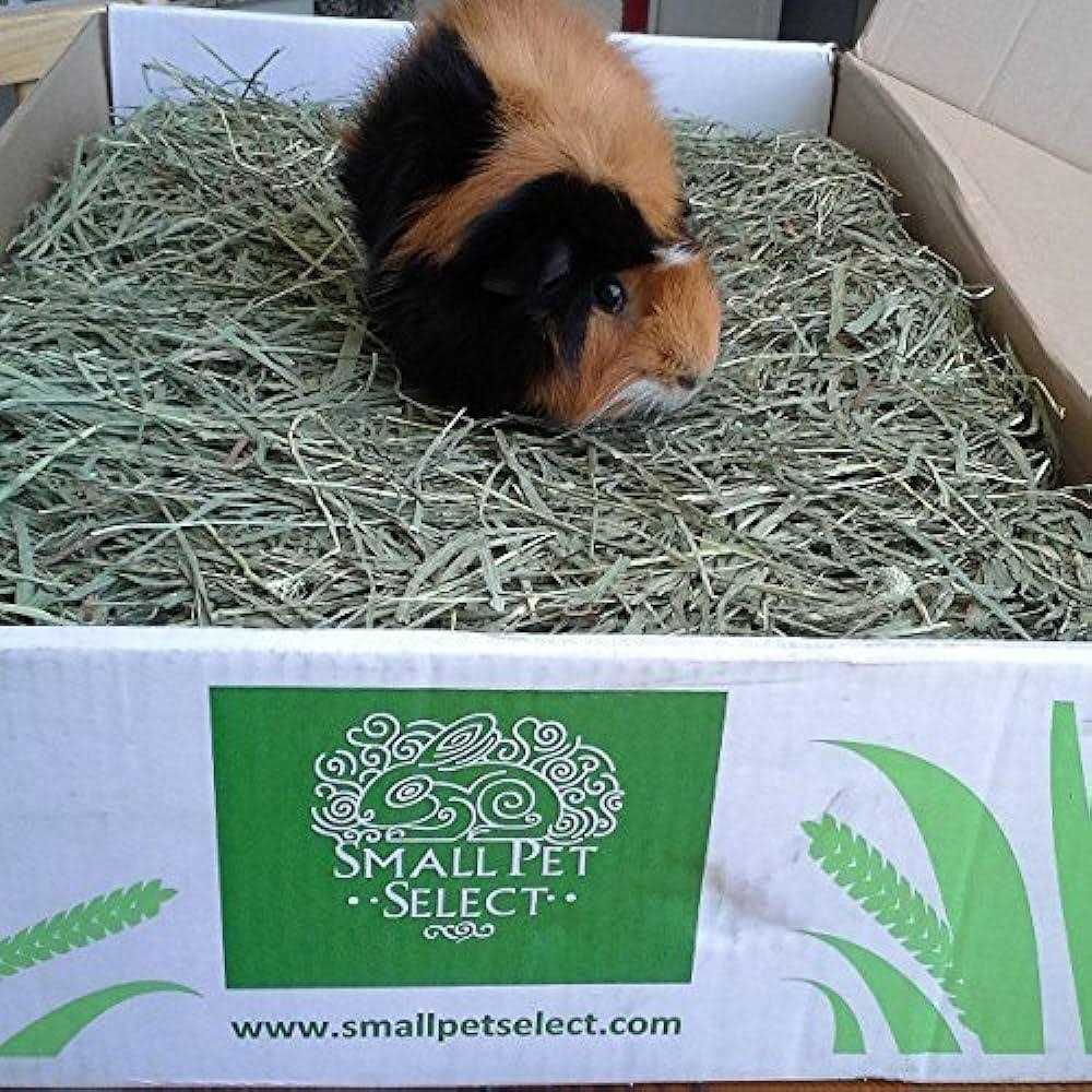 Timothy Hay Pet Food I785035