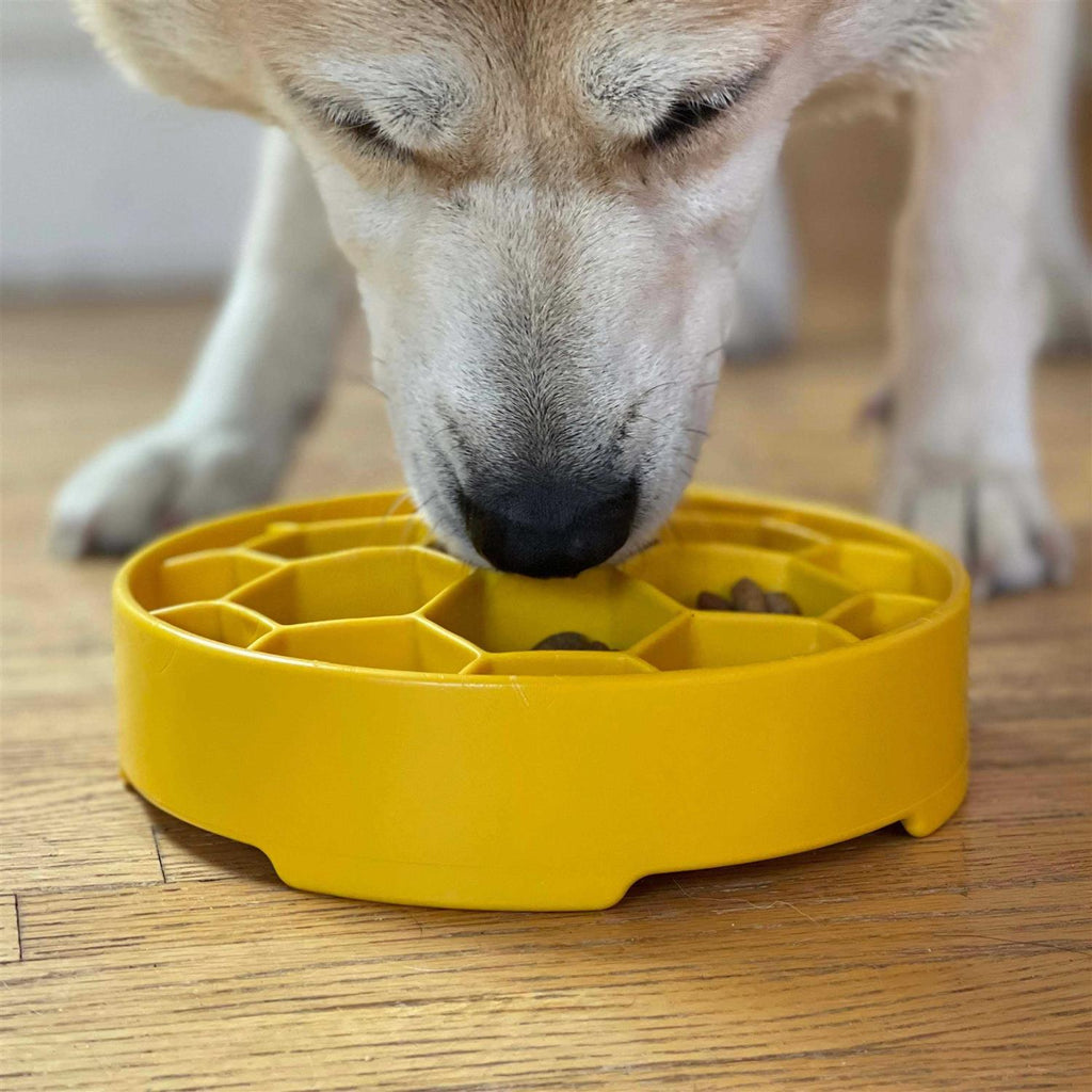 Honeycomb Design Slow Feeder Bowl for Dogs N283625