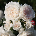 White Climbing Rose Live Plant F653225